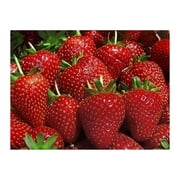 25 Eve Everbearing Strawberry Plants - Best Berry! - Bare Root Plants
