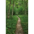 thumbnail image 2 of Majchrowicz, Alan 23x32 White Modern Wood Framed Museum Art Print Titled - North Country Trail, 2 of 4