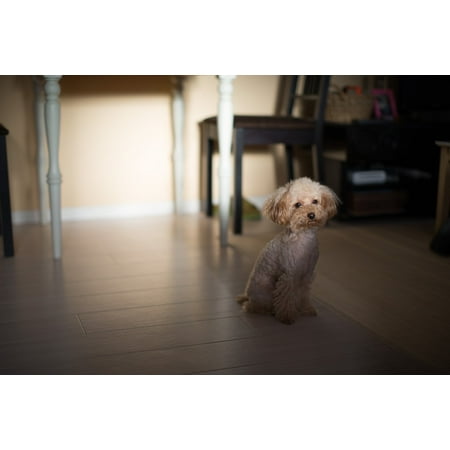 Toy Poodle Dog - LAMINATED POSTER Toy Poodle Animal Pet Dog Poodle Poster 24x16 Adhesive Decal