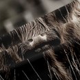thumbnail image 4 of Manfei Farmhouse Highland Cattle Shower Curtain 72Wx78L,Rustic Farm Animal Bath Curtain,Brown Gray, 4 of 6