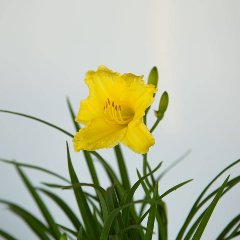 Expert Gardener Happy Returns Daylily (2.5 Quart) Yellow Blooming
