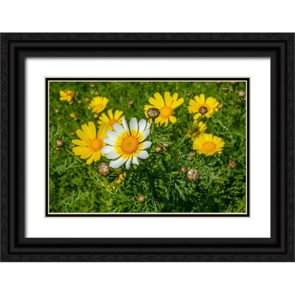 Engelbrecht, Lisa S. 24x17 Black Ornate Wood Framed with Double Matting Museum Art Print Titled - Crown daisy