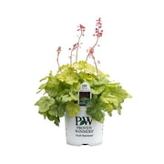4.5 in. Quart Dolce Appletini Coral Bells (Heuchera) Live Plant, Green Foliage and Pink Flowers