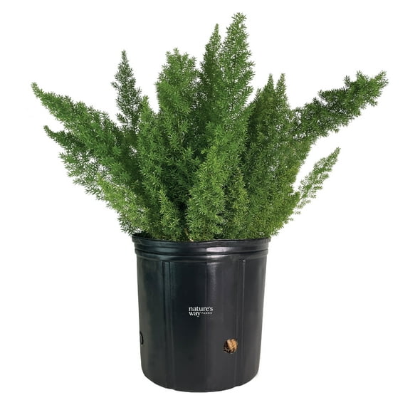 Nature's Way Farms Asparagus Meyerii Fern Live Plant (25-30 in. Tall) in Grower Pot