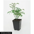 thumbnail image 6 of Direct Gardening Yellow Flowering Freedom Shrub Rose Starter Plant, 6 of 6
