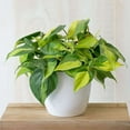 thumbnail image 3 of Philodendron Hederaceum Brasil Live Plant for Indoor | Different Houseplants in 4'' & 6'' Pot | Real House Plant for Living Room, Office, Desk & Bathroom | Cordatum, 3 of 6