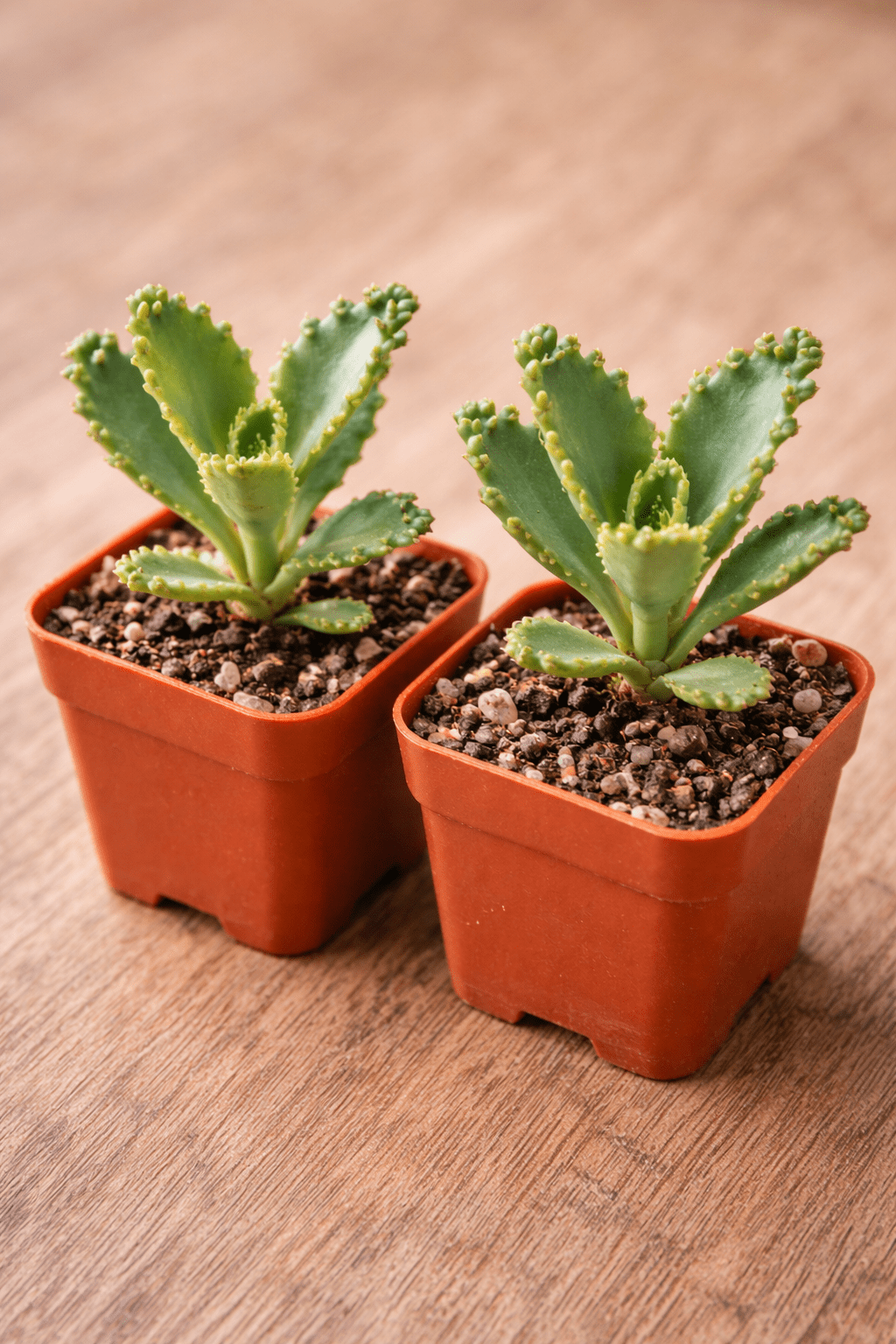 2 Mother of Thousands Plants - Kalanchoe daigremontiana - Mexican Hat Plant Succulent