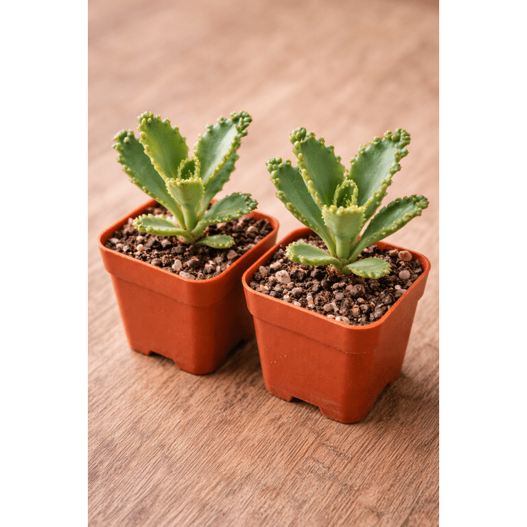 grass seed at lowes Low Maintenance Grass Seed  Rohrer Seeds