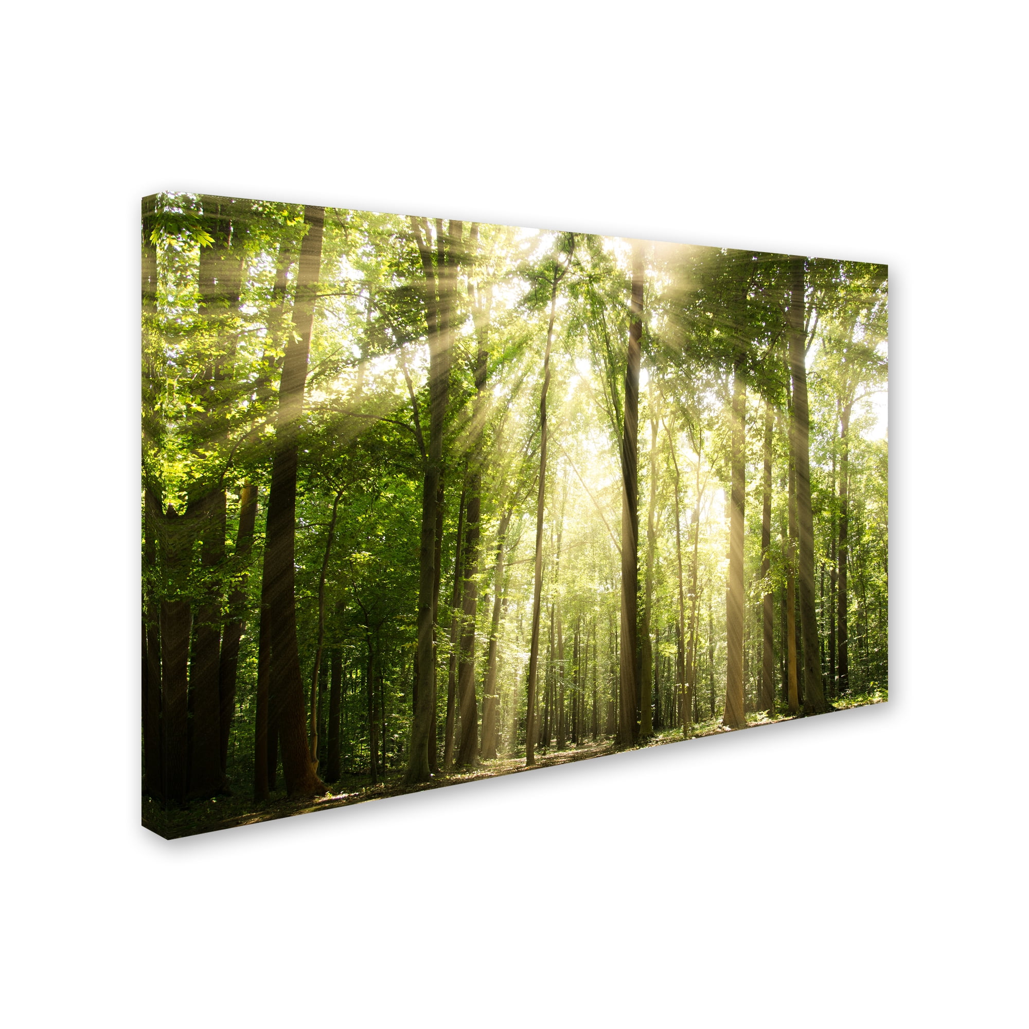 Trademark Fine Art 'Sunrays Through Treetops' Canvas Art by PIPA Fine Art