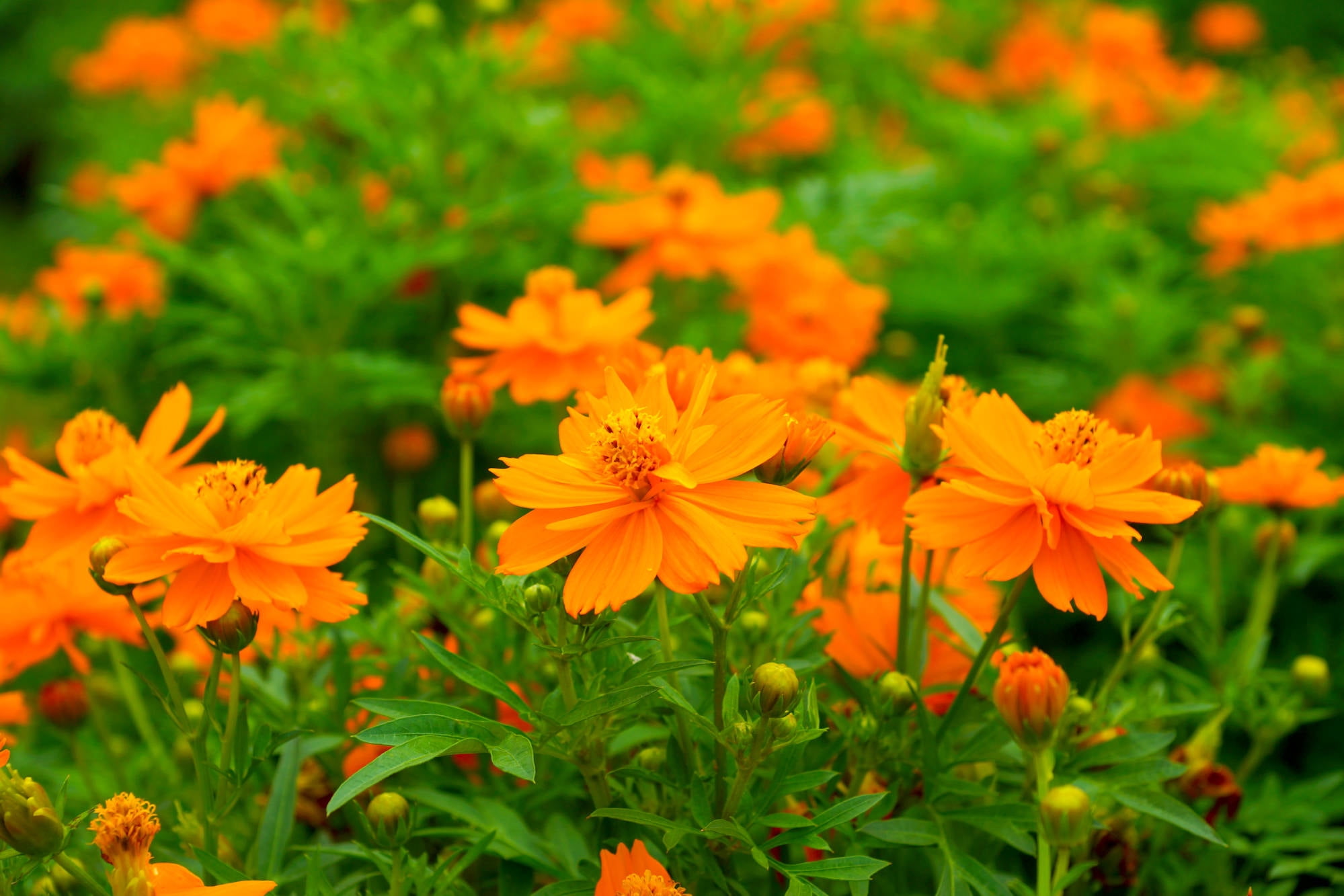 40 Seeds Orange Cosmic Cosmos Drought Tolerant Annual