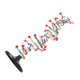thumbnail image 5 of Modelo De Estructura De ADN, Modelo De Doble Hélice De ADN Fácil De Usar Para Espectáculo, 5 of 7