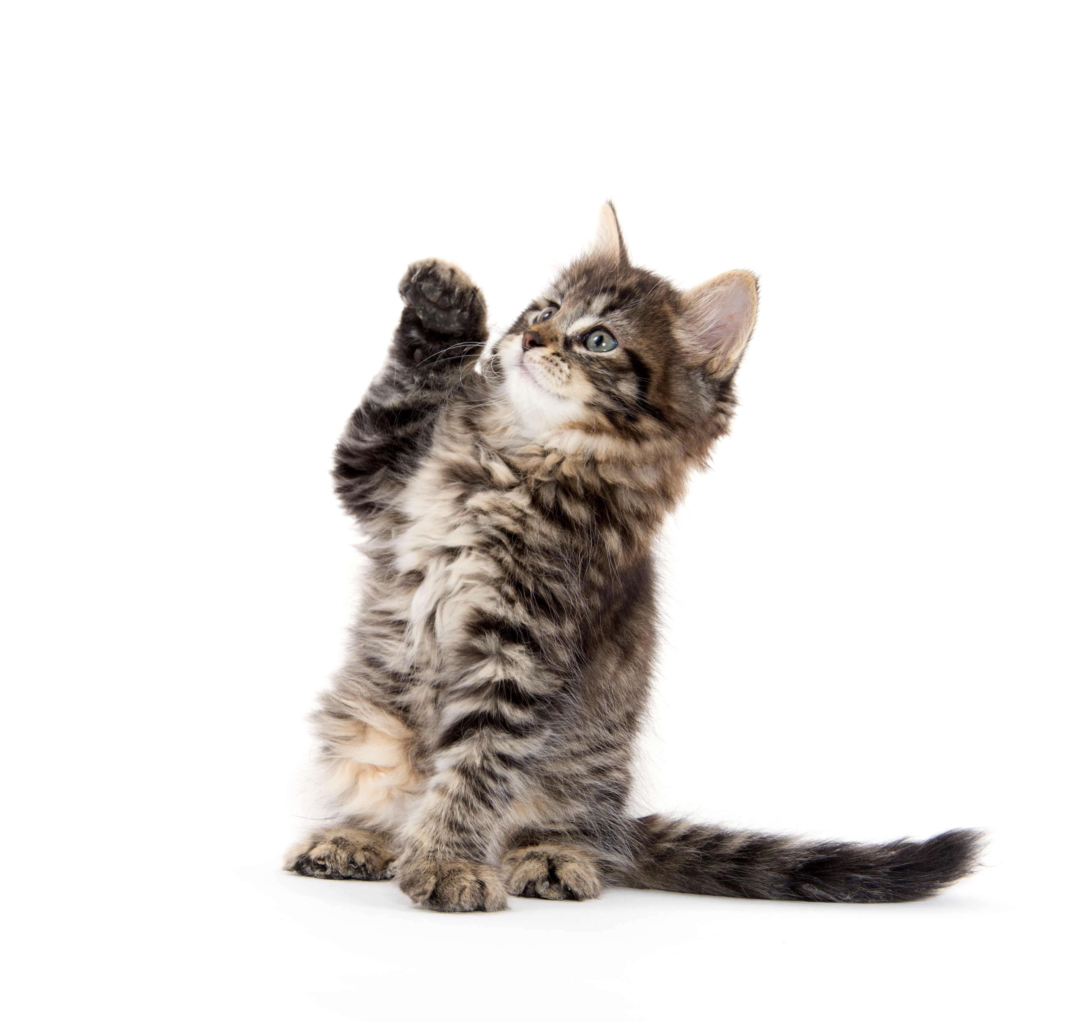 How To Stop Your Cats From Scratching Furniture Jackson Galaxy