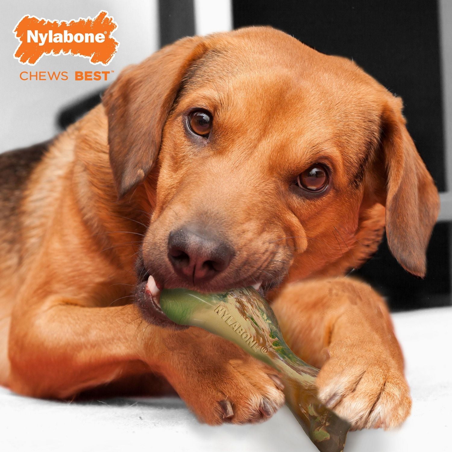 Nylabone Rubber Camo Bone Strong Chew Dog Toy Duck Flavor Medium