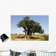 thumbnail image 1 of Hollow Baobab Adansonia Digitata Wall Mural by Wallmonkeys Peel and Stick Graphic (36 in W x 24 in H) WM251823, 1 of 4