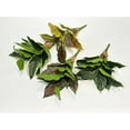 thumbnail image 5 of Zukuco 2 Packs Variegated Hosta Artificial Plant 17.7" Faux Green Dieffenbachia Plant Greenery Aesthetic House Plants for Home Indoor Bathroom Table Shelf Desk Office Decor, White, 5 of 5