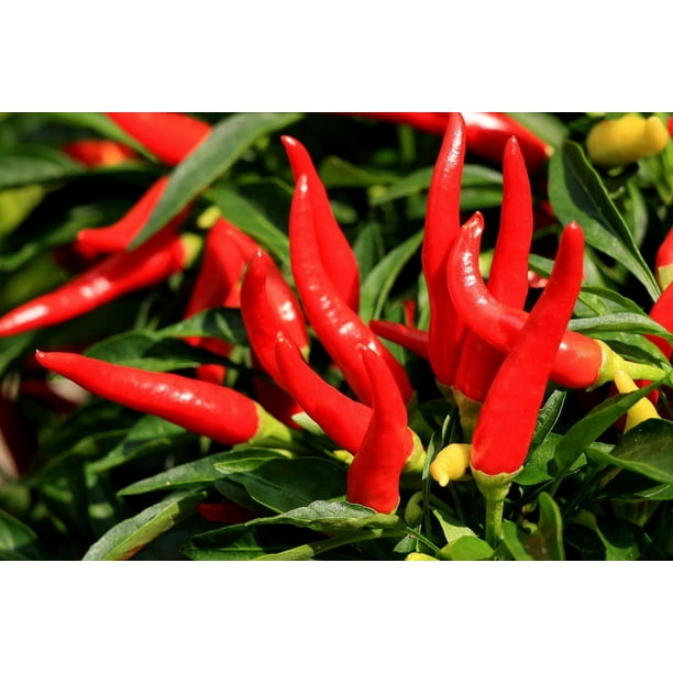 300 THIN CAYENNE PEPPER Hot Chili Long Green Red Slim Capsicum Vegetable  Seeds 
