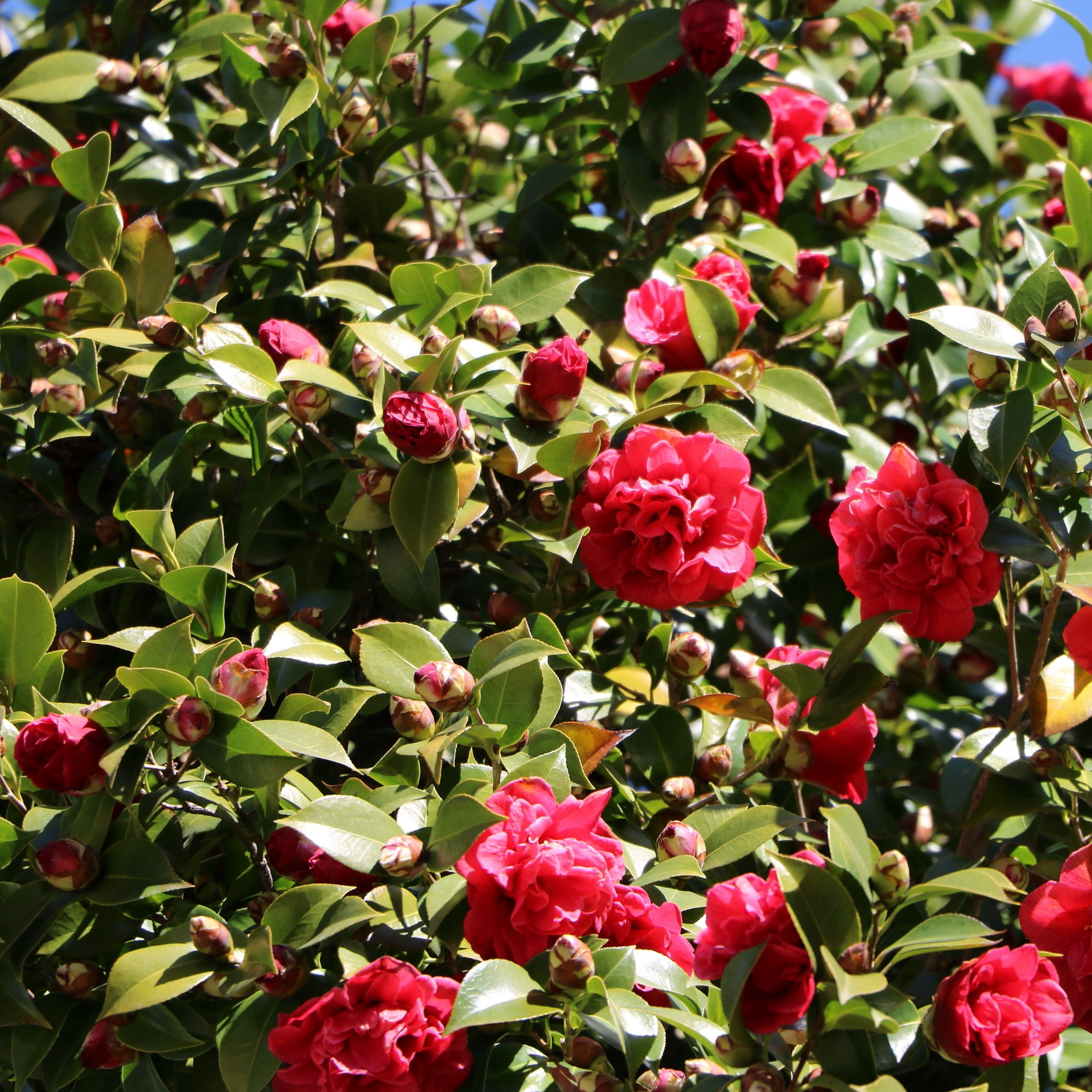 1 gal Camellia Sasanqua Live Shrub with Partial Shade