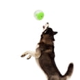thumbnail image 2 of Dog Toy Balls, Food Leaking Function Brain Improvement Dog Teething Balls Strong Teeth Convenient to  Interactive Dog Chew Toy for House Indoor Family, 2 of 8