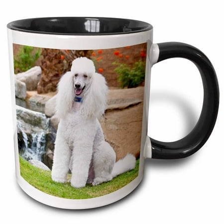 

3dRose USA California. Standard Poodle sitting near cascade. - Two Tone Black Mug 11-ounce