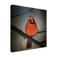thumbnail image 2 of Trademark Fine Art 'Cardinal on a Blustery Day' Canvas Art by Lois Bryan, 2 of 4