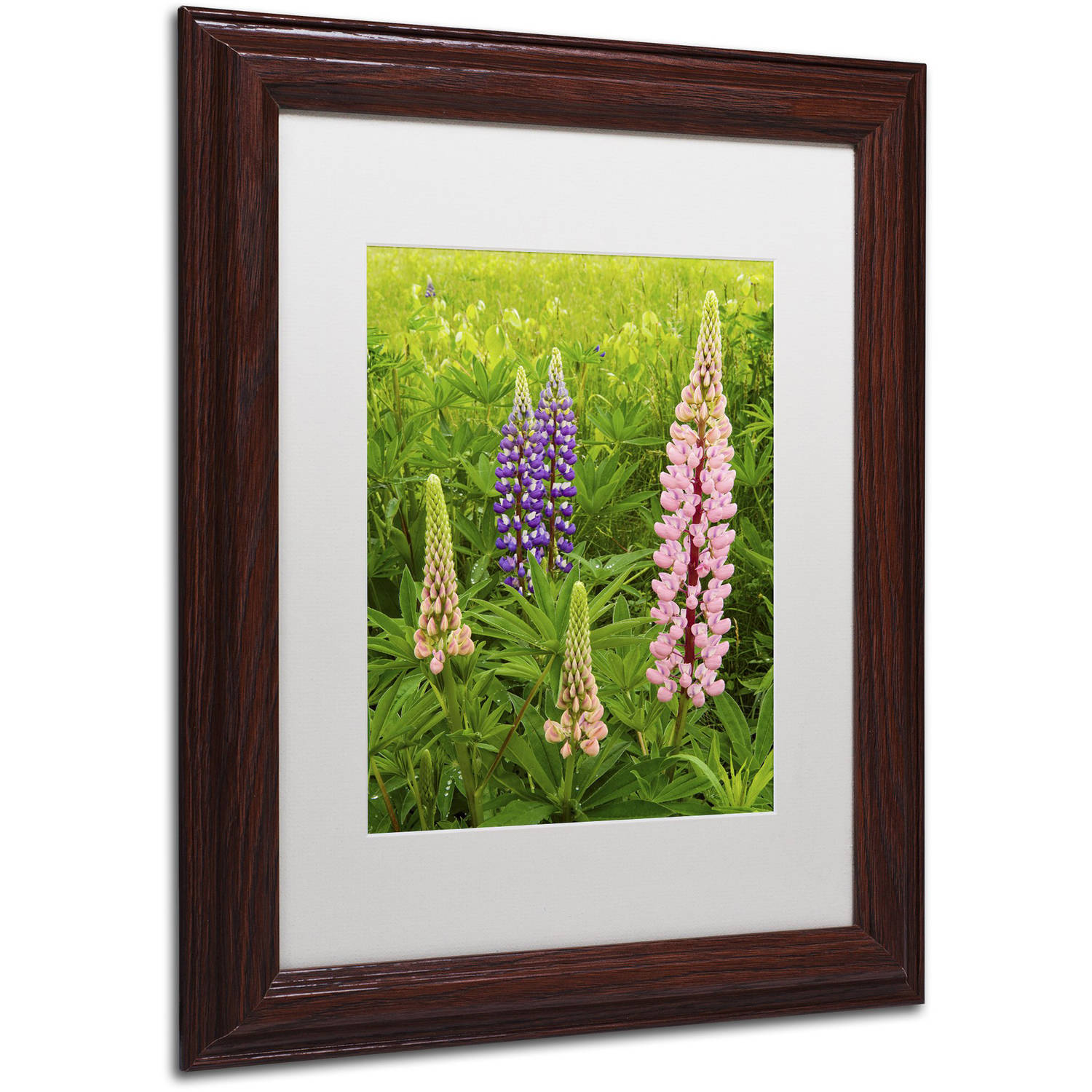 Trademark Fine Art "Lupine Family" Canvas Art by Michael Blanchette Photography White Matte, Wood Frame