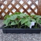 thumbnail image 3 of Kit De Bandeja De Semillas Para Plantar Macetas De Vivero, Caja De Germinación De Plantas, Suministros De Jardinería Minnieouse TO002269-00, 3 of 6
