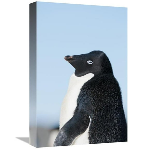 12 x 18 in. Adelie Penguin, Prydz Bay, Eastern Antarctica Art Print - Tui De Roy