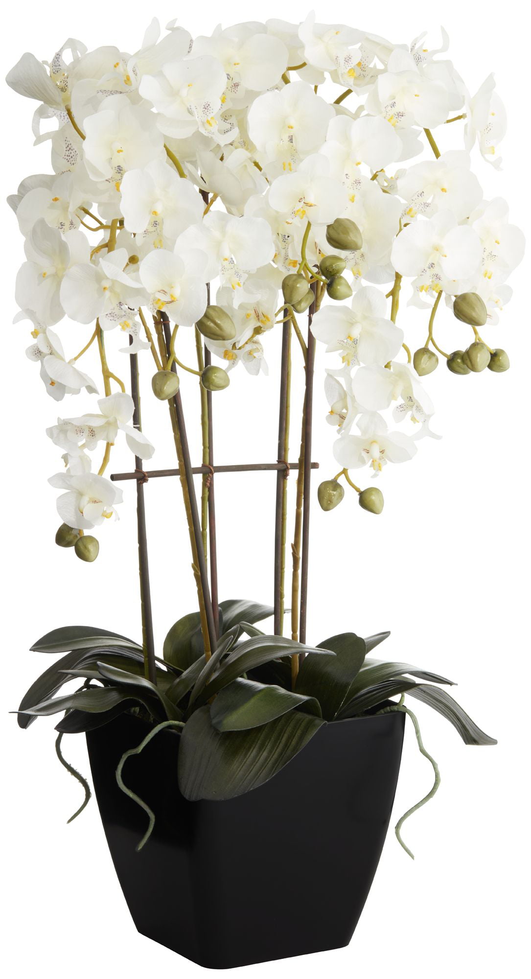 35" Fuchsia Phalaenopsis Orchid with Pot 