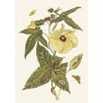 thumbnail image 2 of Maria Sibylla Merian 18x24 Gold Ornate Framed and Double Matted Museum Art Print Titled - Muscus Flower (1705), 2 of 4