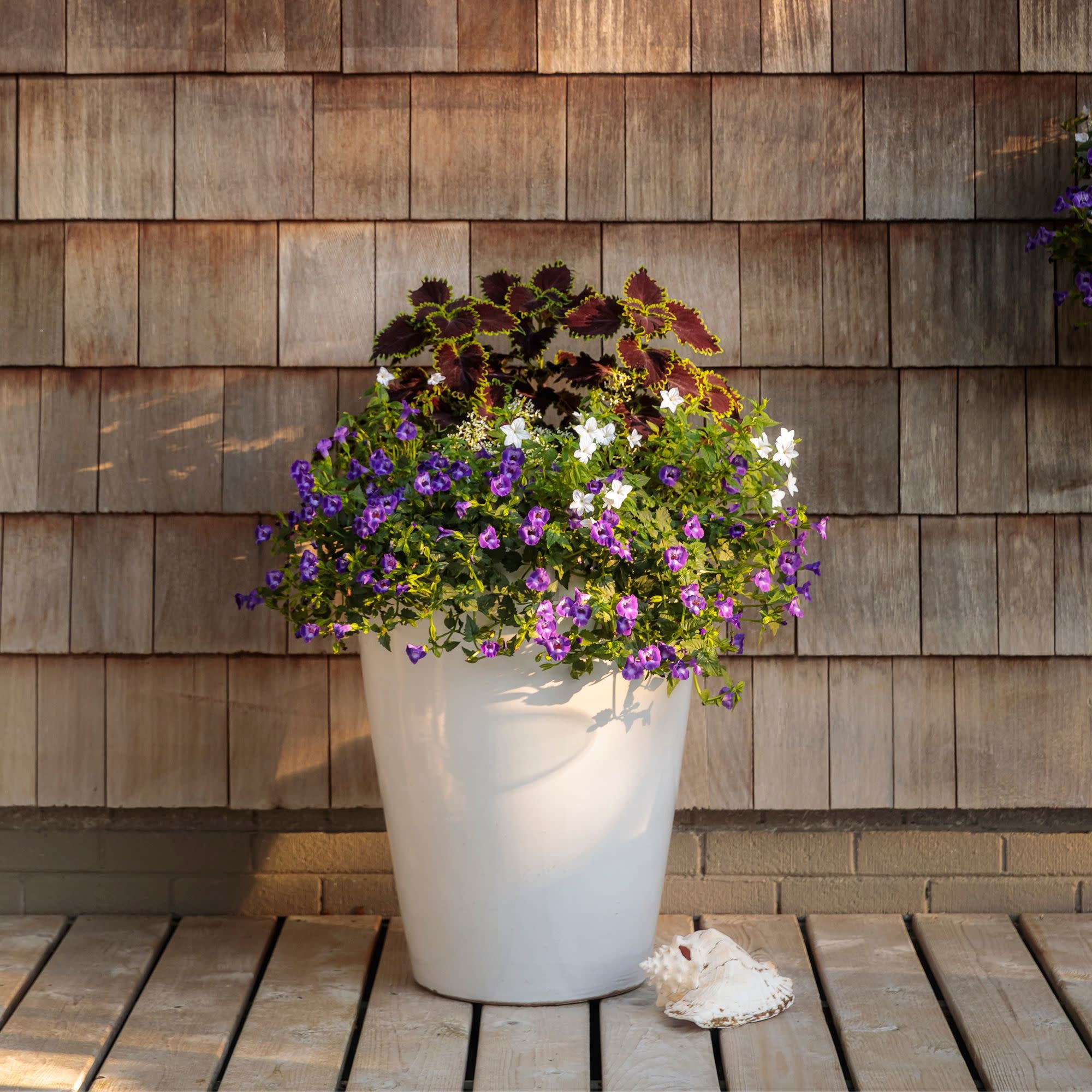 Proven Winners 4" White Endless Flirtation Bush Violet Live Plant in 4.25" Pot (4 Count)