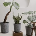 thumbnail image 3 of Macetas de cemento redondas inclinadas rectas, boca ancha, suelo for sala de estar, interior, macetas de flores de gran diámetro, cemento gris, 3 of 7