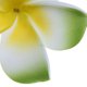 thumbnail image 3 of Pinza de flor Plumeria frangipani verde Colco Accesorio de cabeza, 3 of 4