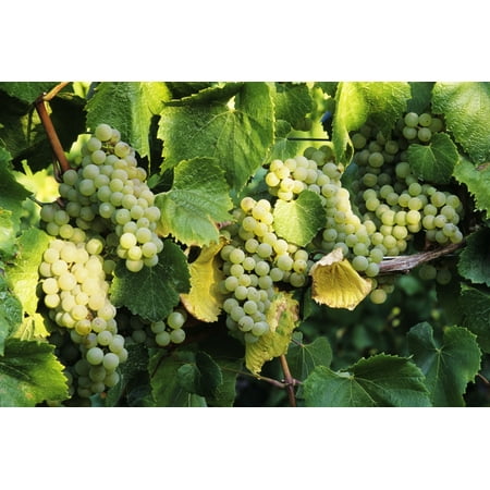 Oregon Willamette Valley Tyee Vineyards Sunlight On Chardonnay Wine Grapes Canvas Art - Greg Vaughn  Design Pics (17 x