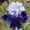 B, variant on Beautiful Rainbow Iris-Gift Garden-Home Decoration-Bloom Year After Year-(Non-Artificial)-Ornamental-Premium Garden Stakes