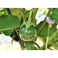 thumbnail image 3 of TomorrowSeeds - Petch Siam Thai Eggplant Seeds - 600+ Count - For 2026 Planting Small Green Brinjal, 3 of 9