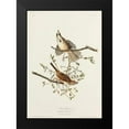 thumbnail image 2 of Audubon, John James 11x14 Black Modern Framed Museum Art Print Titled - Song Sparrow, 2 of 5