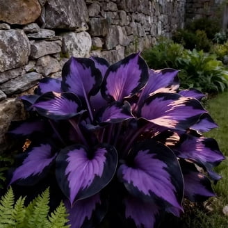 Van Zyverden Clematis Nelly Moser Set of 1 Plant Multicolor