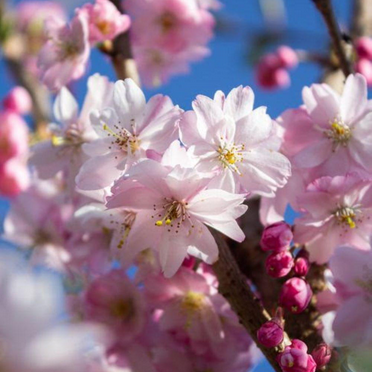 Autumnalis Flowering Cherry Tree Live Plant in 2.5-Inch Pot, Fragrant White Pink Cherry Blossom Ornamental Tree for Landscaping, 7-12" Tall