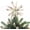 White+Seashell, variant on Sinkoo Natural Starfish Christmas Tree Topper, 6 Inch Starfish Treetop Coastal Christmas Holiday Decoration for Sea Nautical Beach Themed Xmas Decor