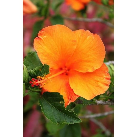 Howard Orange Flower Wall Decal