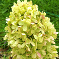 thumbnail image 3 of Dormant Limelight Hydrangea Plant in 2.5-Inch Pot for Garden and Landscape Decor, 3 of 5