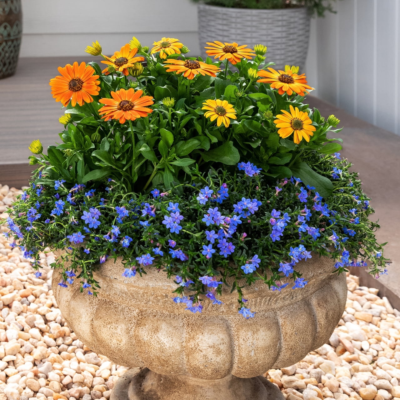 Better Homes & Gardens 1.5PT Orange Osteospermum Live Annual Plant Sun 5-Pack
