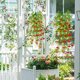 thumbnail image 4 of Simulation Artificial Violets Fake Flowers Wall Hanging Eucalyptuss Greenerys Hanging Vines Home Decoration, 4 of 7