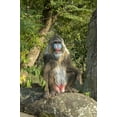 thumbnail image 4 of Garden Decor Animal Statue Large Sitting Mandrill, 4 of 5