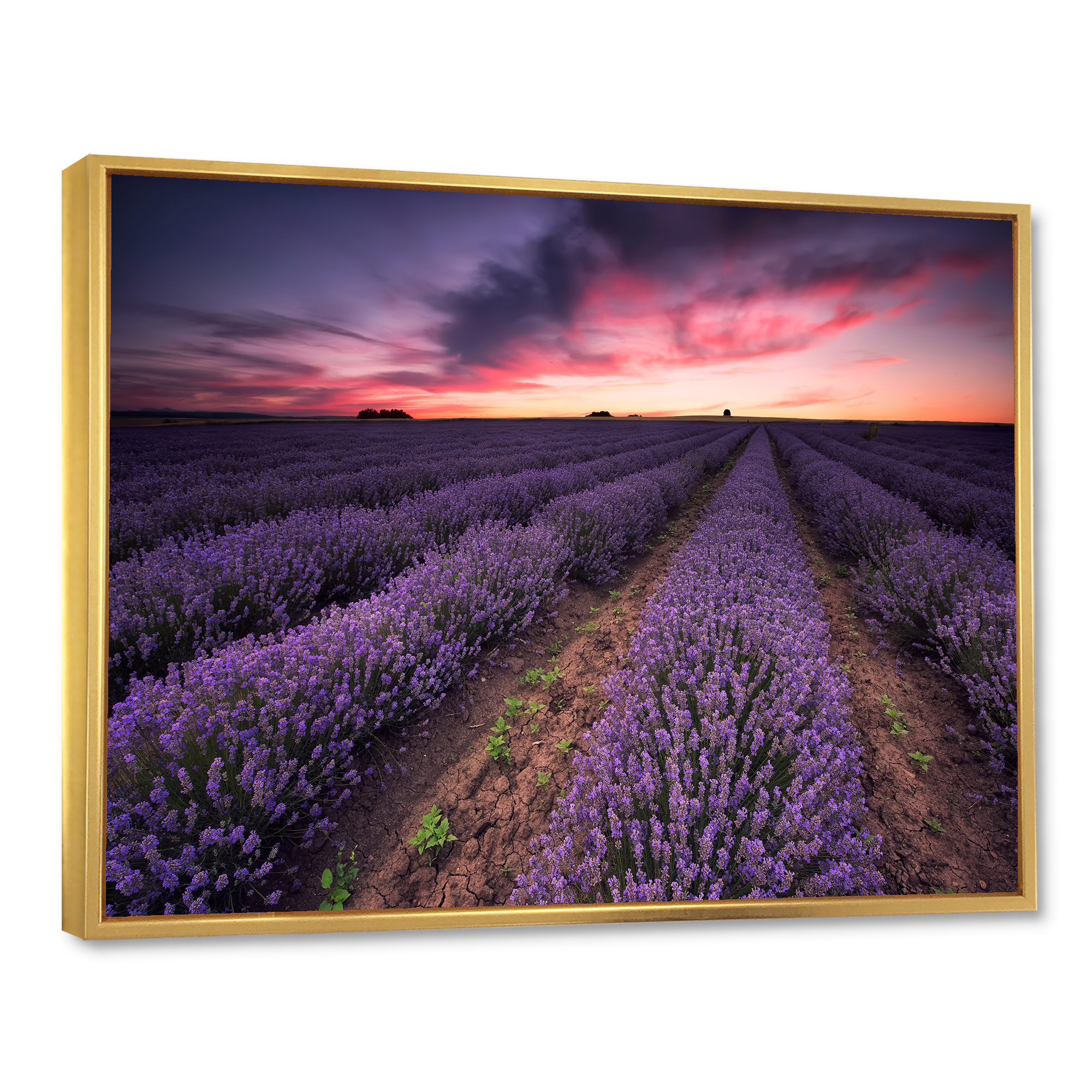 Designart 'Dramatic Clouds and Sunrise Over Lavender Field IX' Farmhouse Framed Canvas Wall Art Print