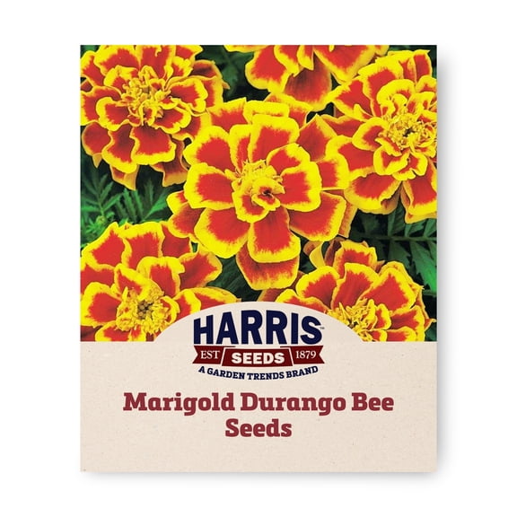 Harris Seeds Marigold Durango Bee, Mahogany and Yellow French Marigold, 500 Count