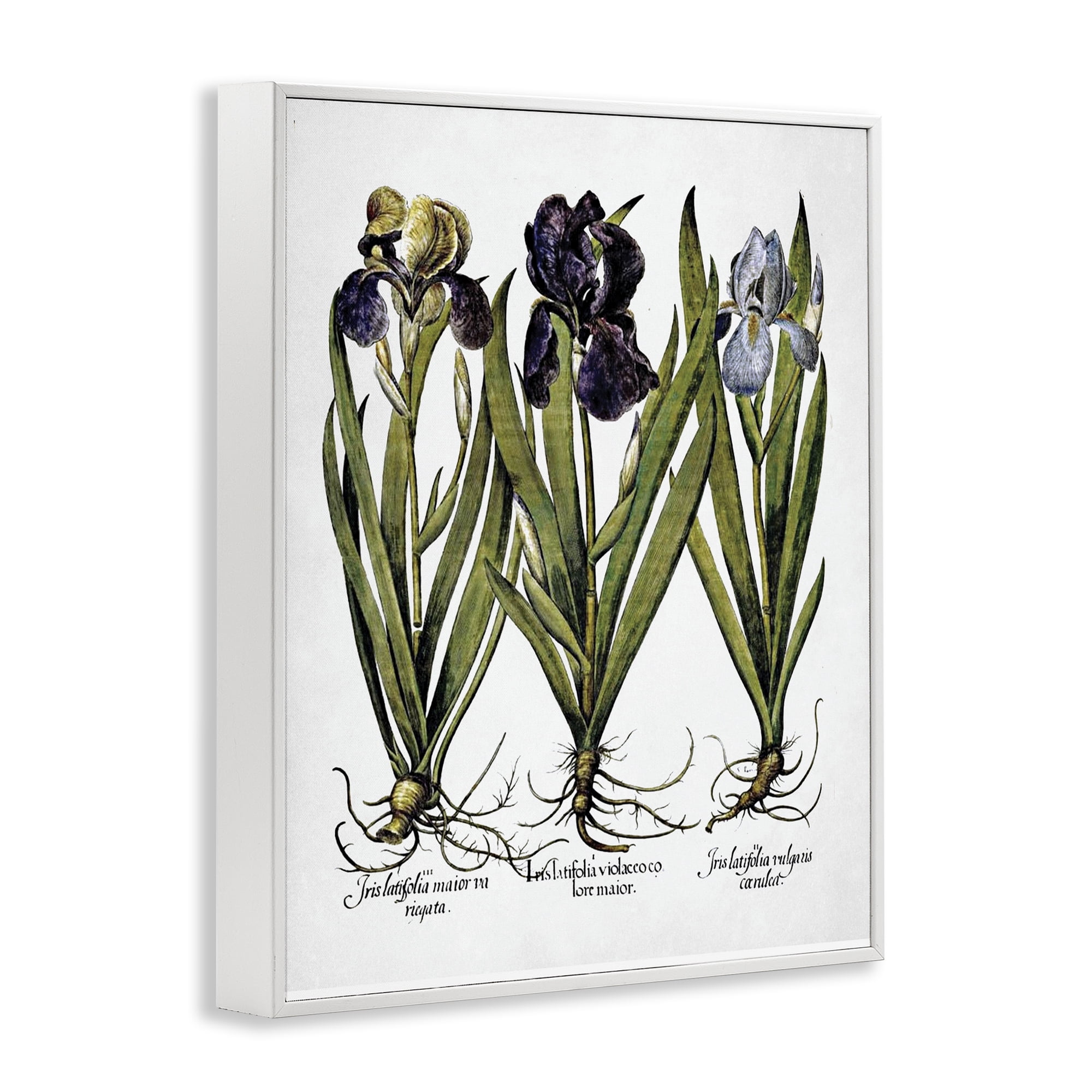 Stupell Industries Vintage Iris Studies Botanical & Floral Painting White Framed Art Print Wall Art, 16 x 20