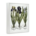 thumbnail image 4 of Stupell Industries Vintage Iris Studies Botanical & Floral Painting White Framed Art Print Wall Art, 16 x 20, 4 of 10