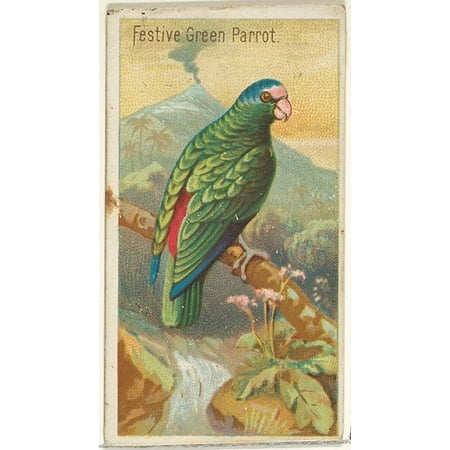 Festive Green Parrot from the Birds of the Tropics series (N5) for Allen & Ginter Cigarettes Brands Poster Print (18 x
