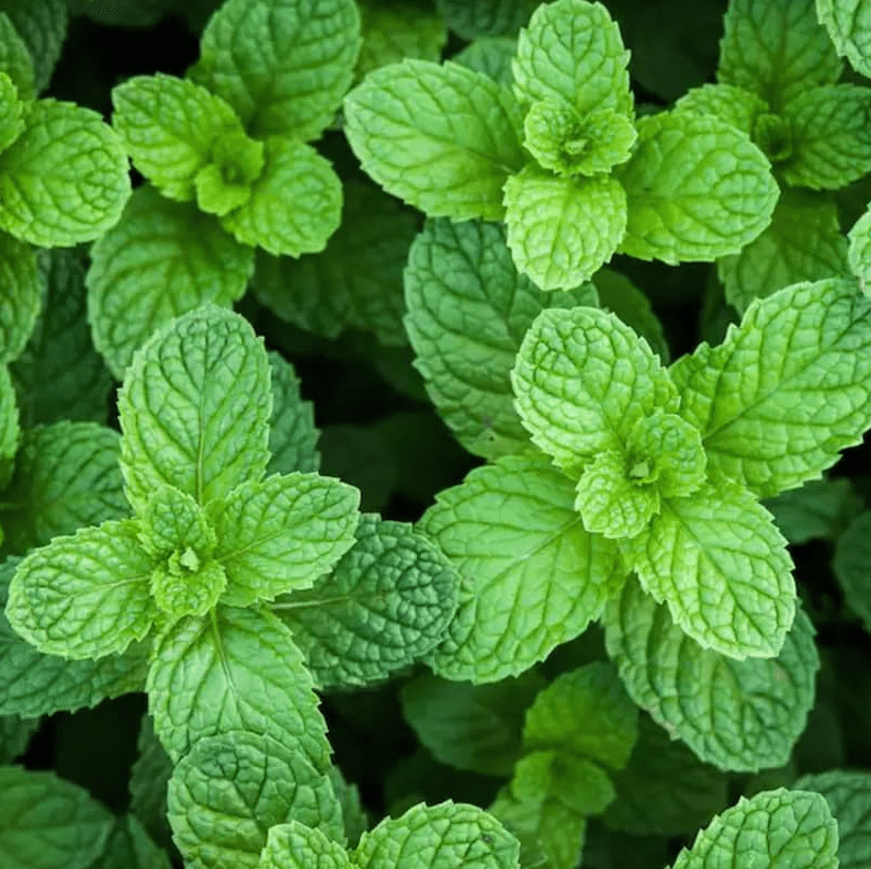 Fresh Mint Plants for Indoors Outdoors, Mint Plant Pot, Spearmint, 4 Inch Pot
